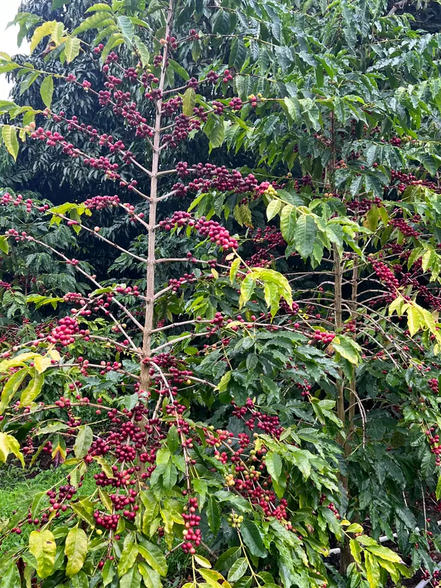 Coffee plant laden with ripe red coffee cherries in a lush green setting.
